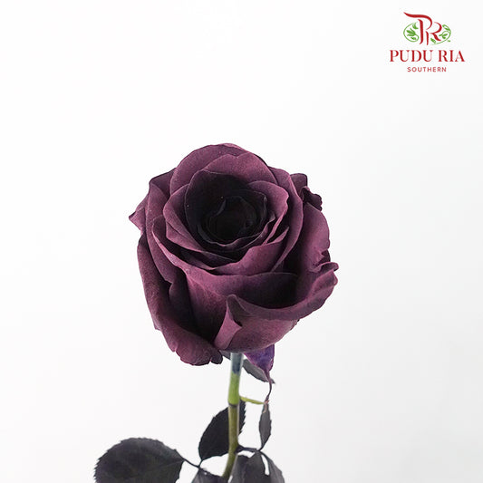 Rose Mondial Dyed Prune Amethyst (8-10 Stems) - Pudu Ria Florist Southern