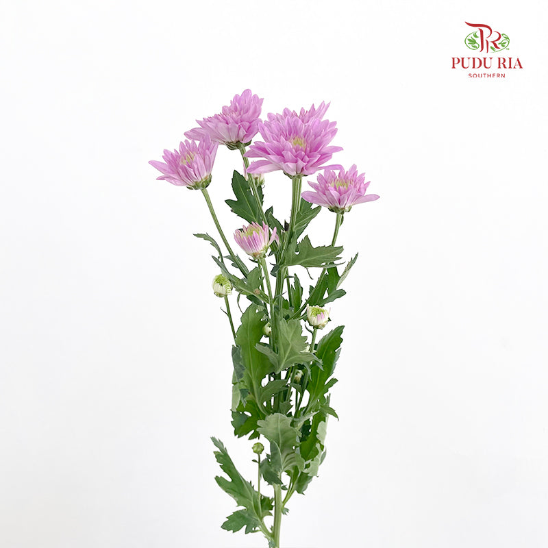 Chrysanthemum Pompom Purple 1 - (10-12 Stems)