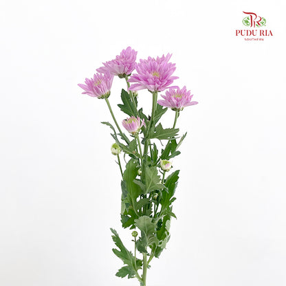 Chrysanthemum Pompom Purple 1 - (10-12 Stems)