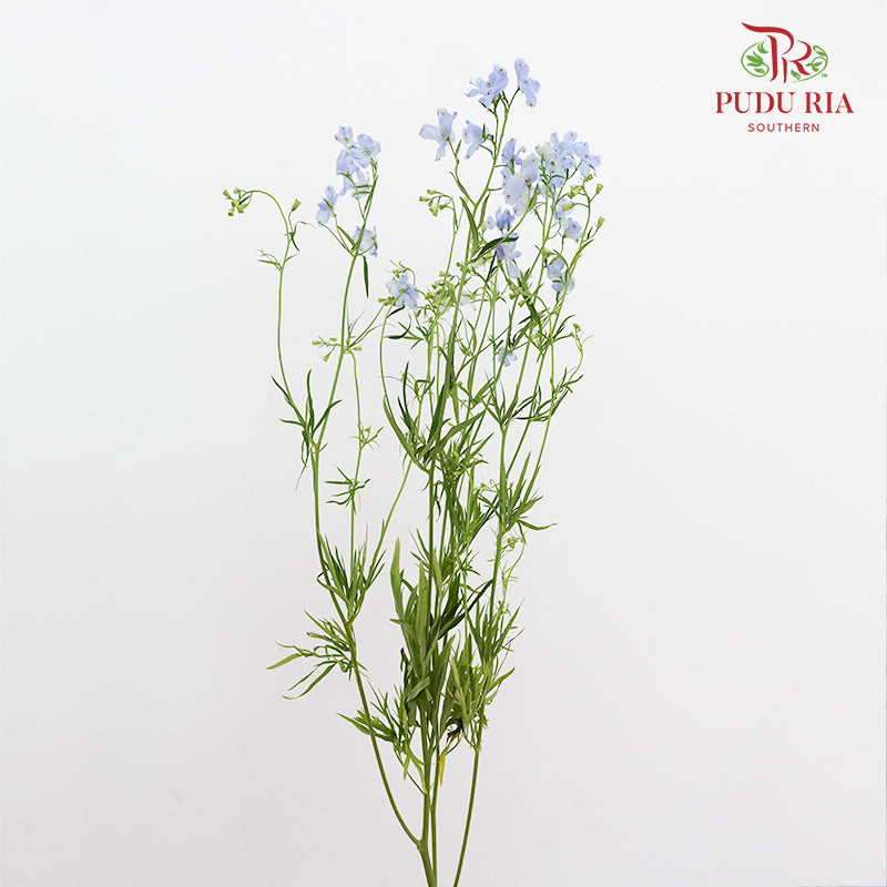 Delphinium Mini Blue - (5 Stems)