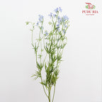 Delphinium Mini Blue 飞燕草 - (5 Stems)