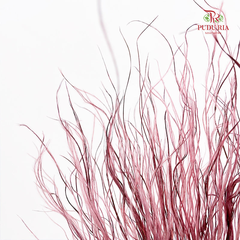 Dry Stipa Grass (Feather Grass) Red Wine