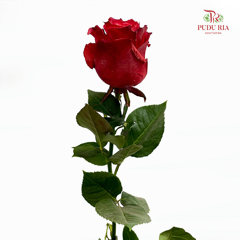 Rose Mondial Dusty 3 - (8-10 Stems)