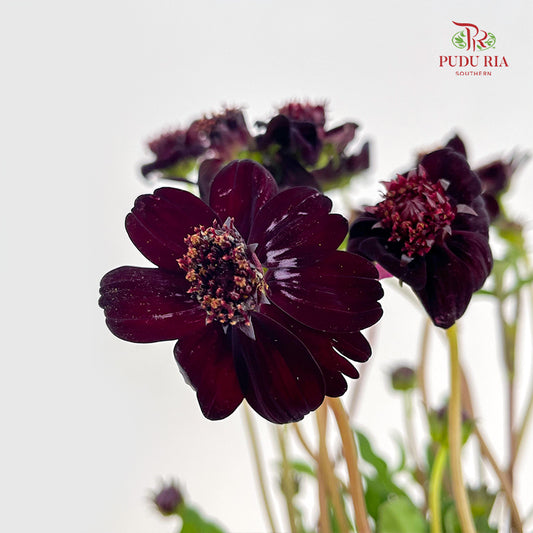 Cosmos Atrosanguineus - (Per Bundle)