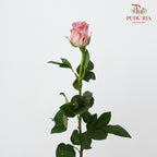 Rose Moon Dust - (8-10 Stems)