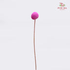Preservative Craspedia - Pink