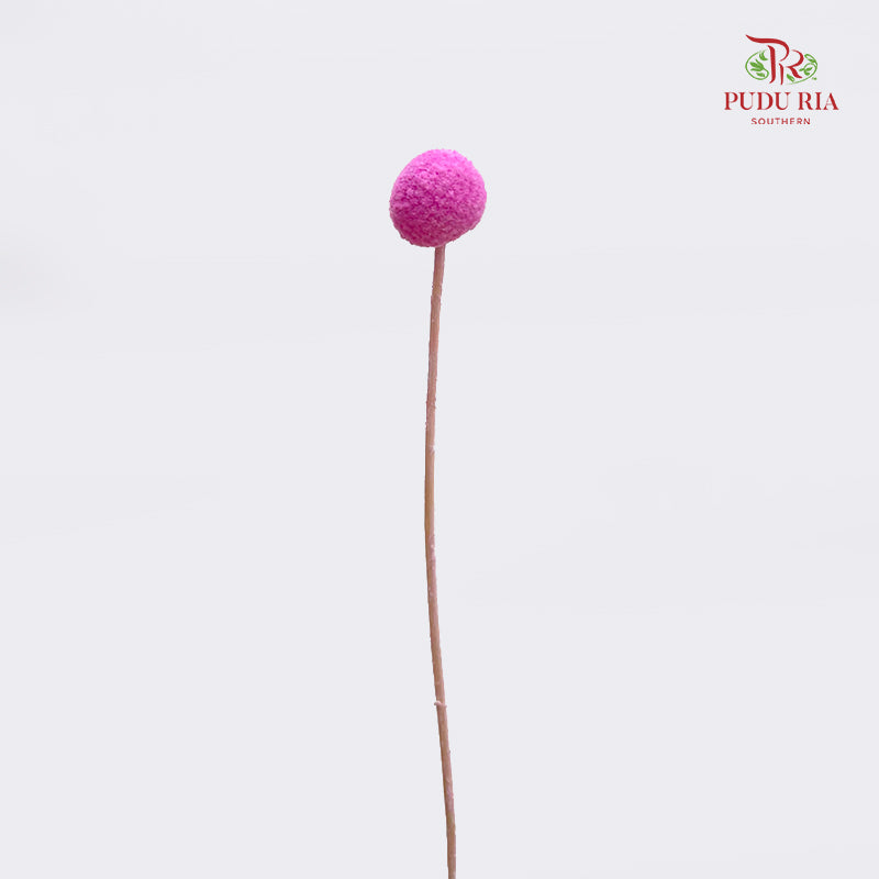 Preservative Craspedia - Pink