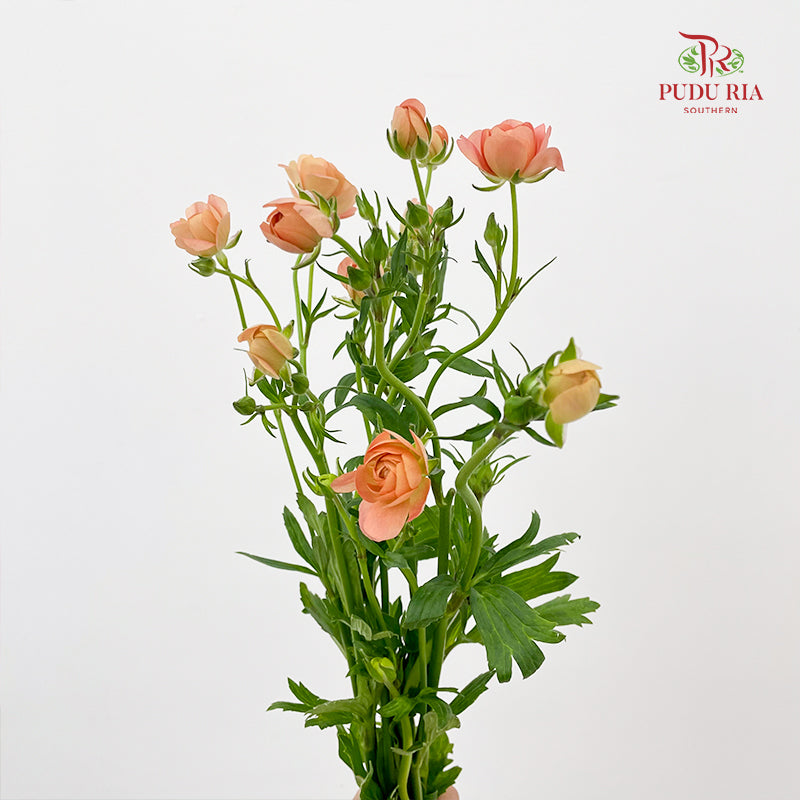Ranunculus Butterfly Orange 蝴蝶洋牡丹 - (5 Stems)
