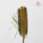 Banksia Yellow/Black 佛塔树 - (2 Stems)