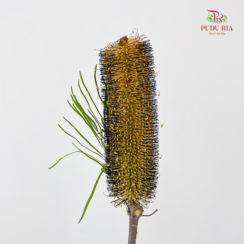 Banksia Yellow/Black 佛塔树 - (2 Stems)