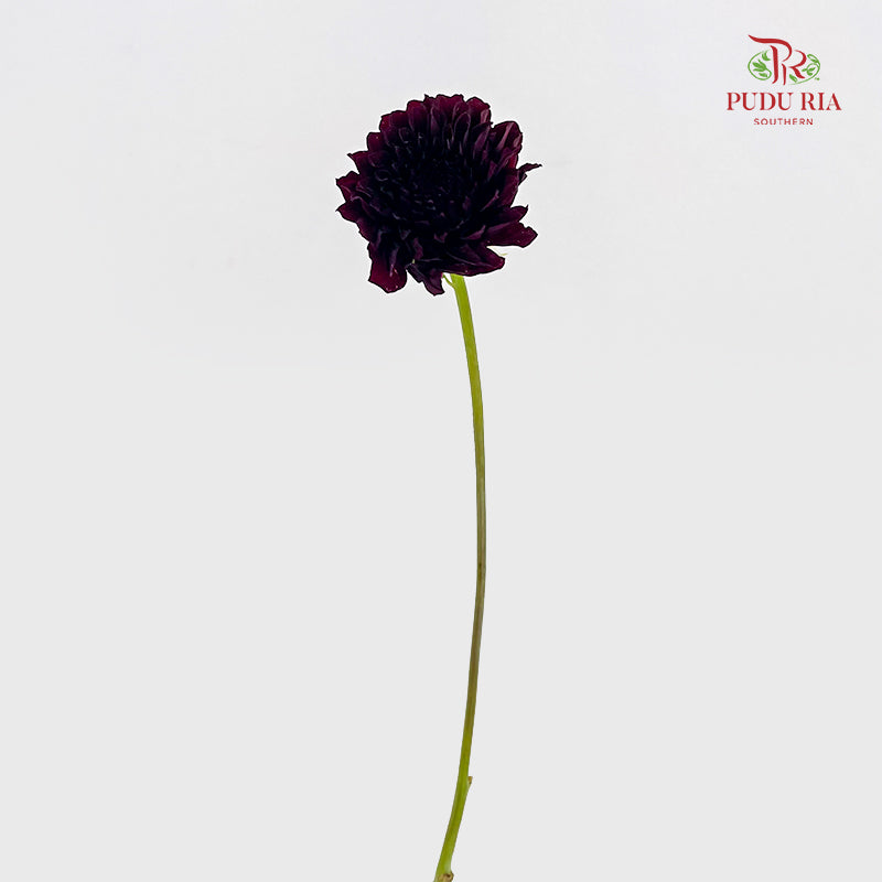 Dahlia Dark Red - (5 Stems)