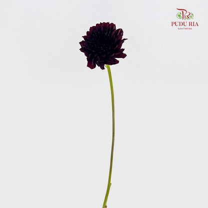Dahlia Dark Red - (5 Stems)