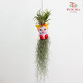 Hanging Air Plant