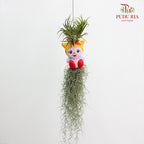 Hanging Air Plant