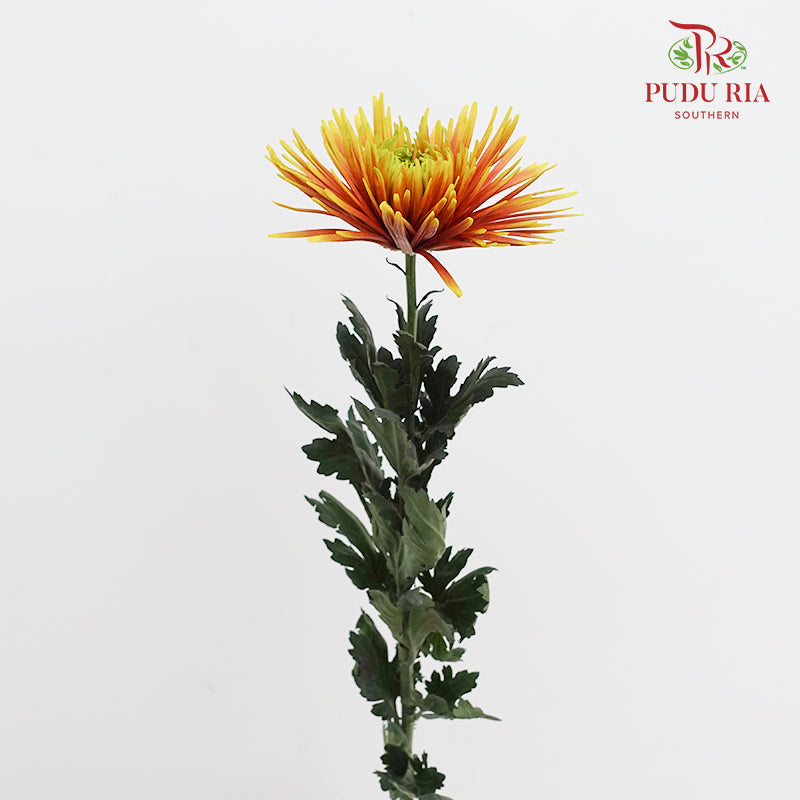 Net Mum Chrysanthemum Chispa Orange Yellow - (10-12 Stems)