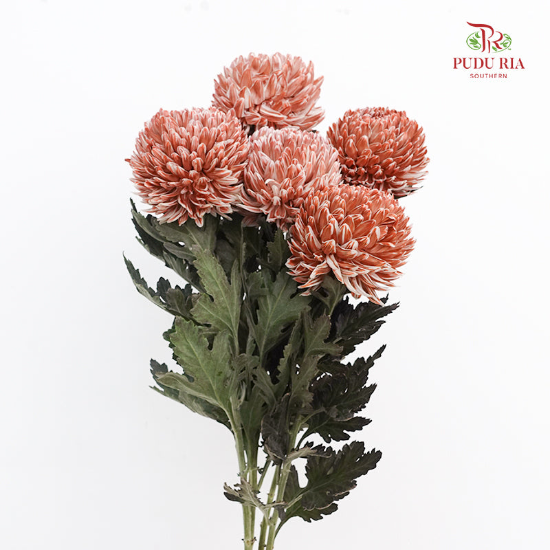 Peony Chrysanthemum Dyed Brown - (5 Stems)