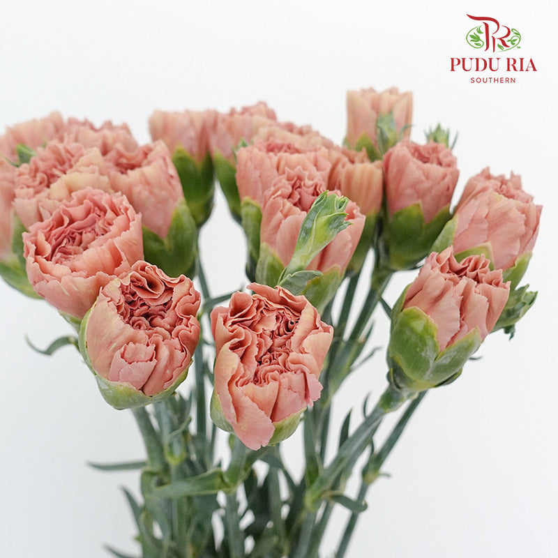 Carnation St Love Of Cuba (18-20 Stems) - Pudu Ria Florist Southern