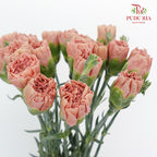 Carnation St Love Of Cuba (18-20 Stems) - Pudu Ria Florist Southern
