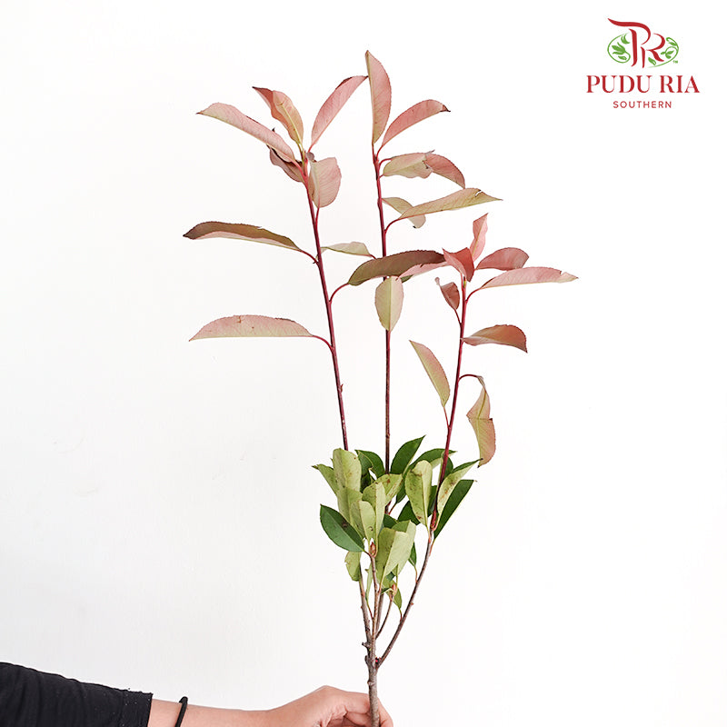 Photinia Red Leaf - Pudu Ria Florist Southern