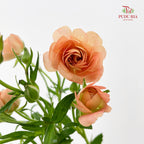 Ranunculus Butterfly Orange 蝴蝶洋牡丹 - (5 Stems)
