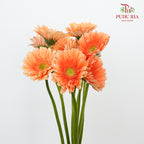 Gerbera Bright Peach (8-10 Stems) - Pudu Ria Florist Southern