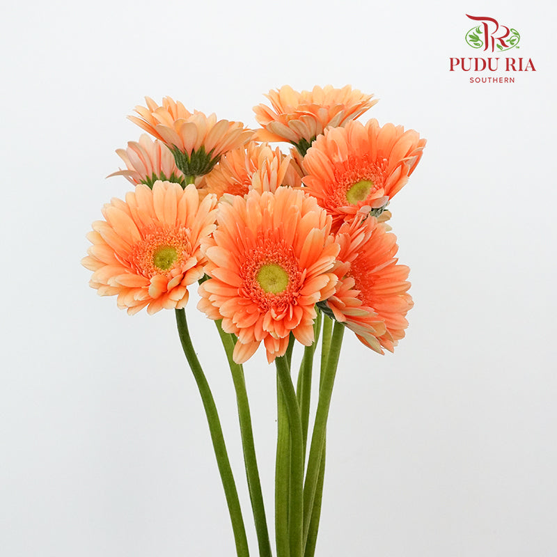 Gerbera Bright Peach (8-10 Stems) - Pudu Ria Florist Southern