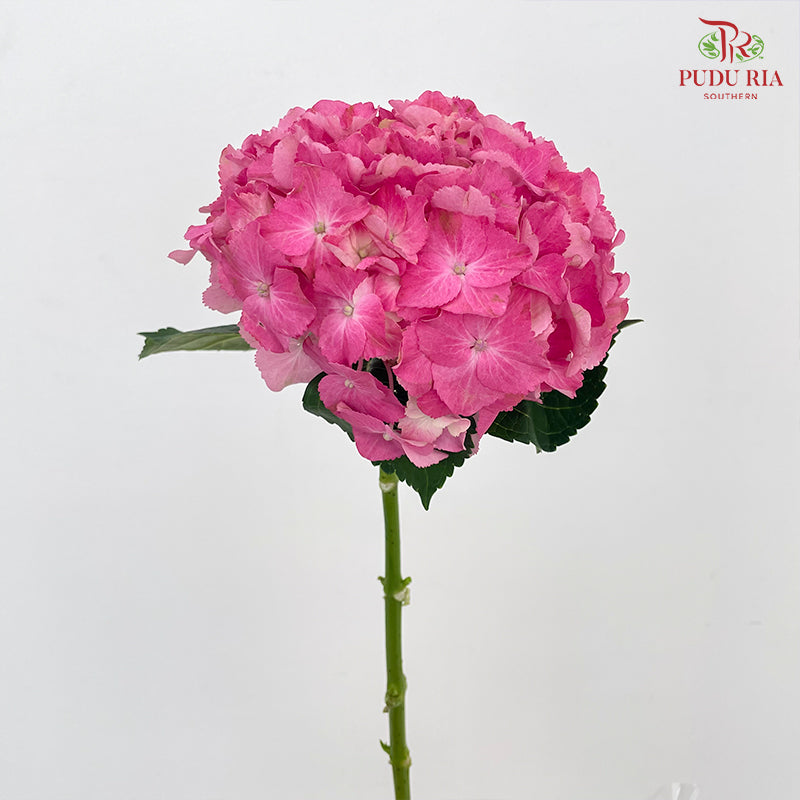 Hydrangea Pink - (Per Stem)
