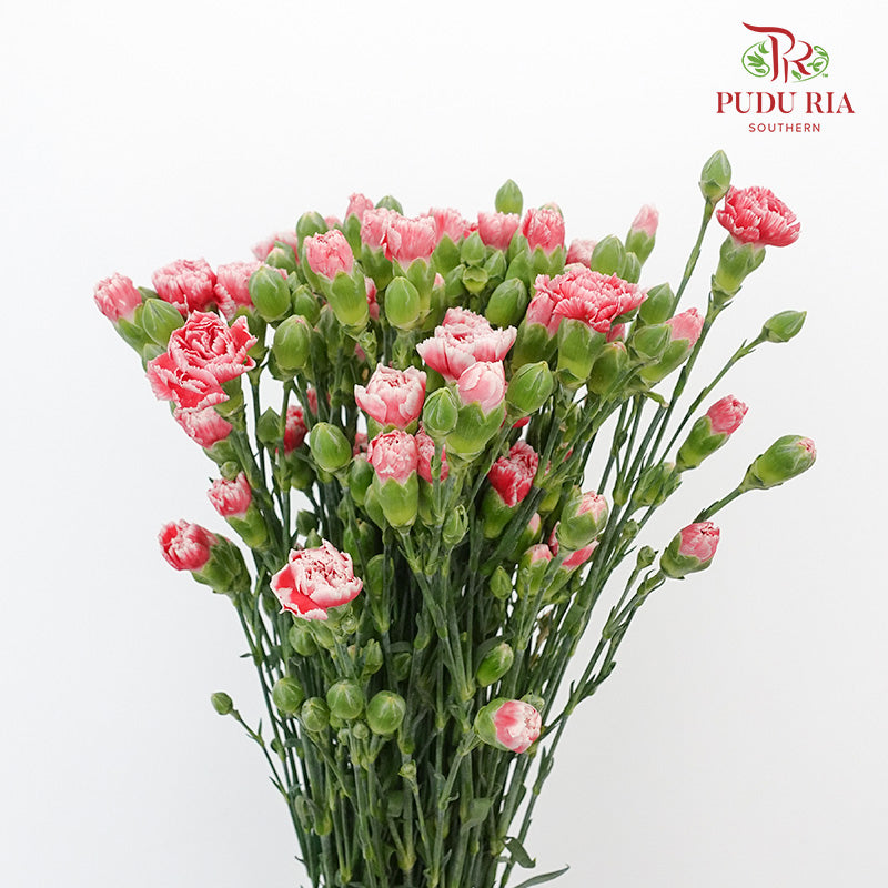 Carnation Spray Red/White (18-20 Stems) - Pudu Ria Florist Southern