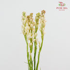 Tuberose 晚香玉 - (5 Stems)
