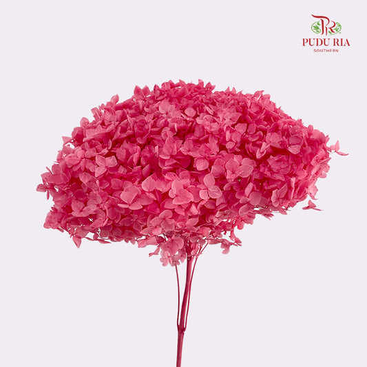 Preservative Hydrangea Small Petal -  Hot Pink