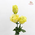 Eustoma Yellow - (12-15 Stems)