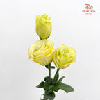 Eustoma Yellow - (12-15 Stems)