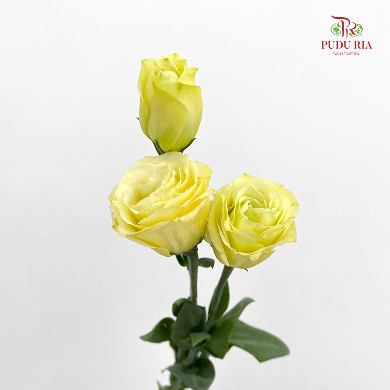 Eustoma Yellow - (12-15 Stems)