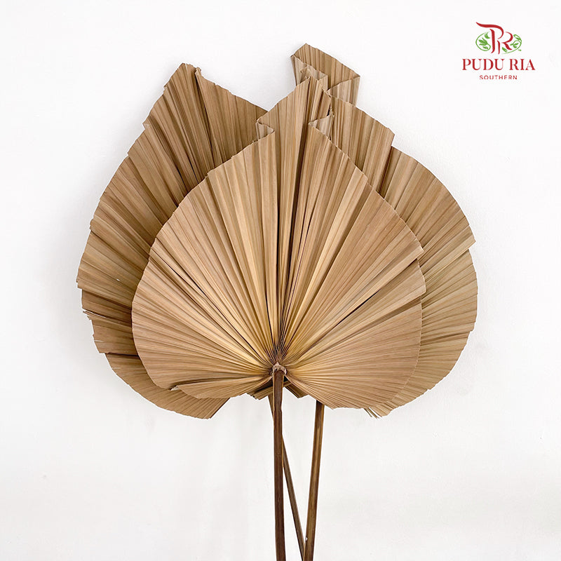 Livistone Dry Cut (XL) - 3 Stems
