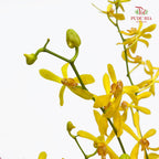 Orchid Aranthera Yellow XL - (5 Stems)