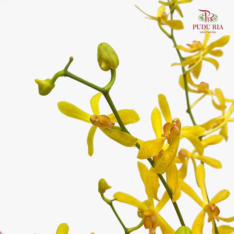 Orchid Aranthera Yellow XL - (5 Stems)