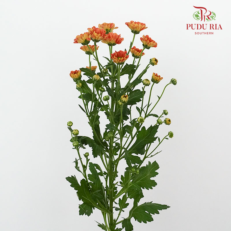 Chrysanthemum Calimero Pompom Rossi D Orange (10-12 Stems) - Pudu Ria Florist Southern