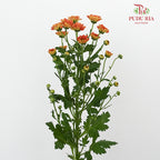 Chrysanthemum Calimero Pompom Rossi D Orange (10-12 Stems) - Pudu Ria Florist Southern