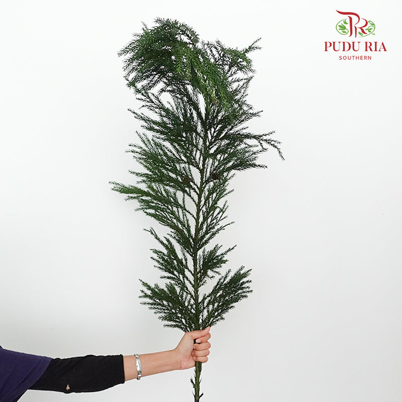 Cryptomeria - Pudu Ria Florist Southern