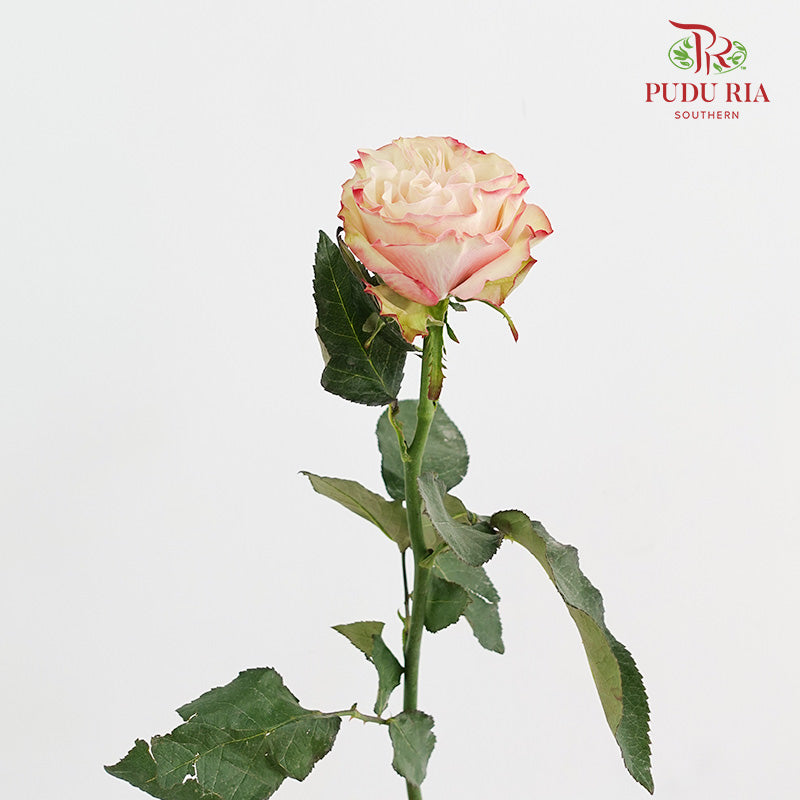 Rose Country Candy - (15 Stems)