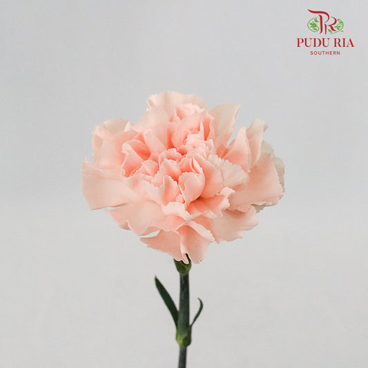 Carnation Peach (8-10 Stems)