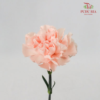 Carnation Peach (8-10 Stems) - Pudu Ria Florist Southern