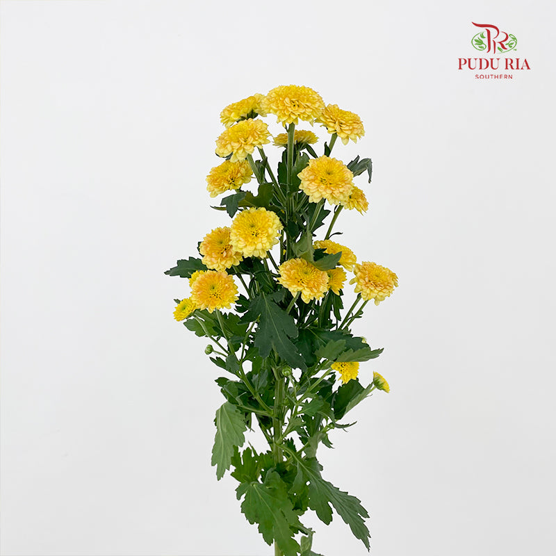 Chrysanthemum Calimero Pompom Miller Bronze - (10-12 Stems)