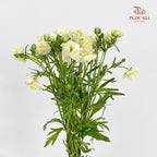 Ranunculus Butterfly Yellow 蝴蝶洋牡丹 - (Per Bundle)