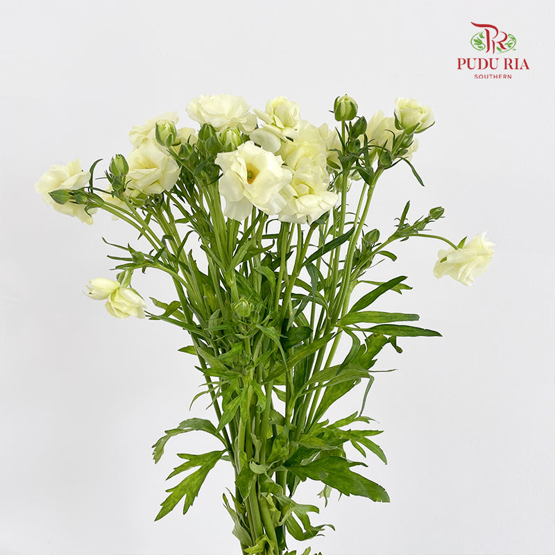 Ranunculus Butterfly Yellow 蝴蝶洋牡丹 - (Per Bundle)