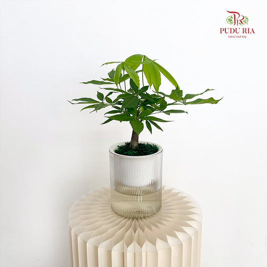 Hydro Pachira Single