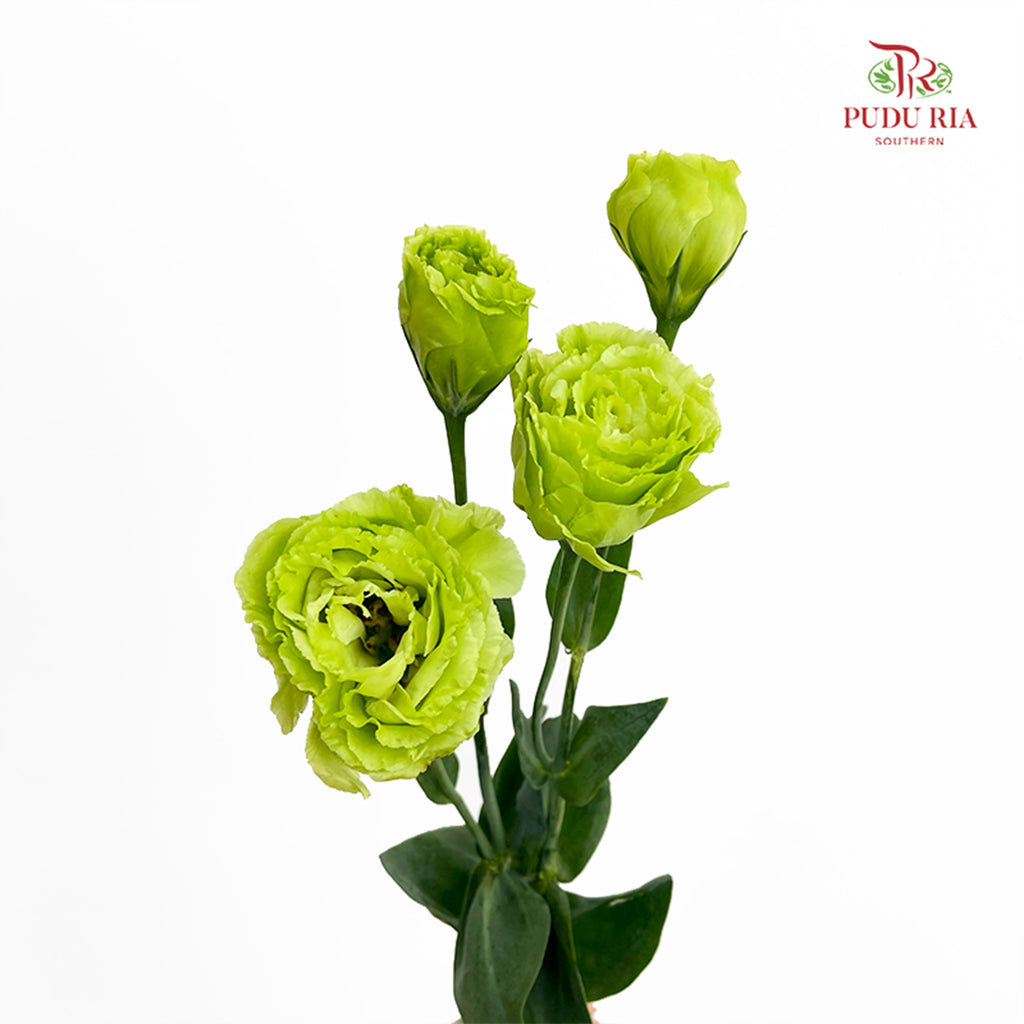 Eustoma Green 洋桔梗 - (12-15 Stems)