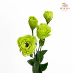 Eustoma Green 洋桔梗 - (12-15 Stems)