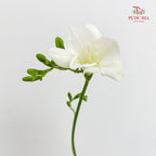 Freesia White - (Per Bundle)