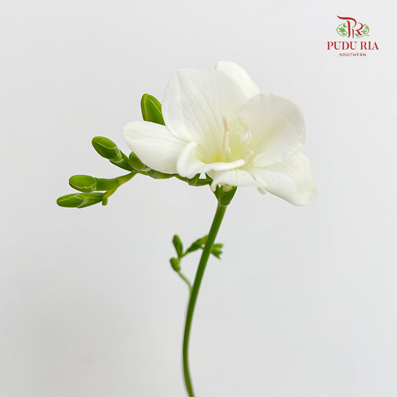 Freesia White - (Per Bundle)